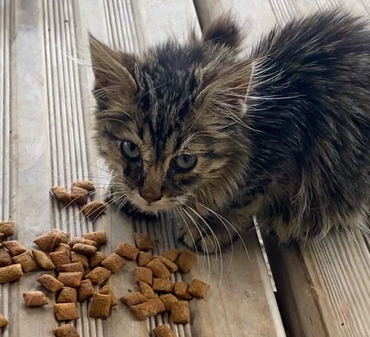 Beaucoup de chats